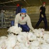 Vleeskuikens laden / kuikens-laden-1