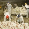 Moederdieren laden / moederdieren-laden-1