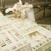 Moederdieren laden / moederdieren-laden-2